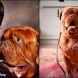 Turner & Hooch : la com�die polici�re de Disney+ d�voile sa bande-annonce