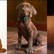 Netflix d�voile son Scooby-Doo pour la s�rie live-action Scooby-Doo : Origins
