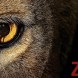 C'est termin� pour Zoo