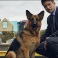 Rex, le chien le plus connu du petit �cran revient bient�t !