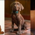 Netflix d�voile son Scooby-Doo pour la s�rie live-action Scooby-Doo : Origins