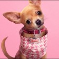 Elle d�butera le 1er juillet sur Prime Video et est d'ores et d�j� renouvel�e pour une saison 2