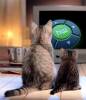 Hypnoweb Interviews de fans 