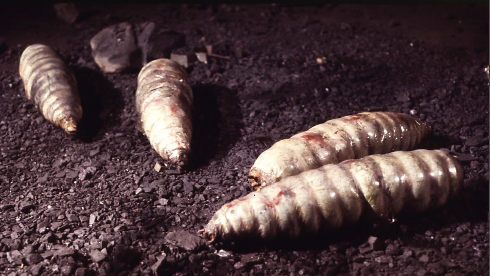 Des larves géantes sont trouvées dans la mine