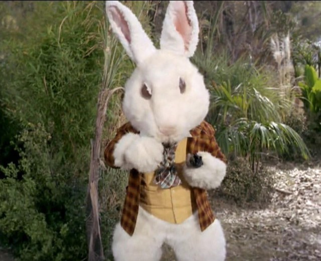 Un lapin blanc bien familier
