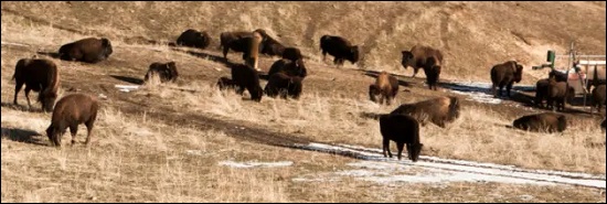 Yellowstone saison 1 épisode 7